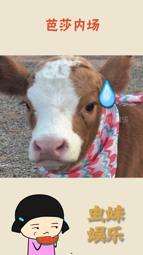 娱乐吃瓜酱简介